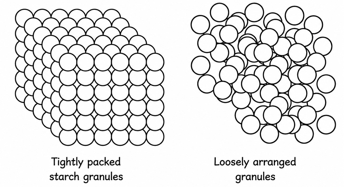 Tightly packed vs loosely arranged starch granules